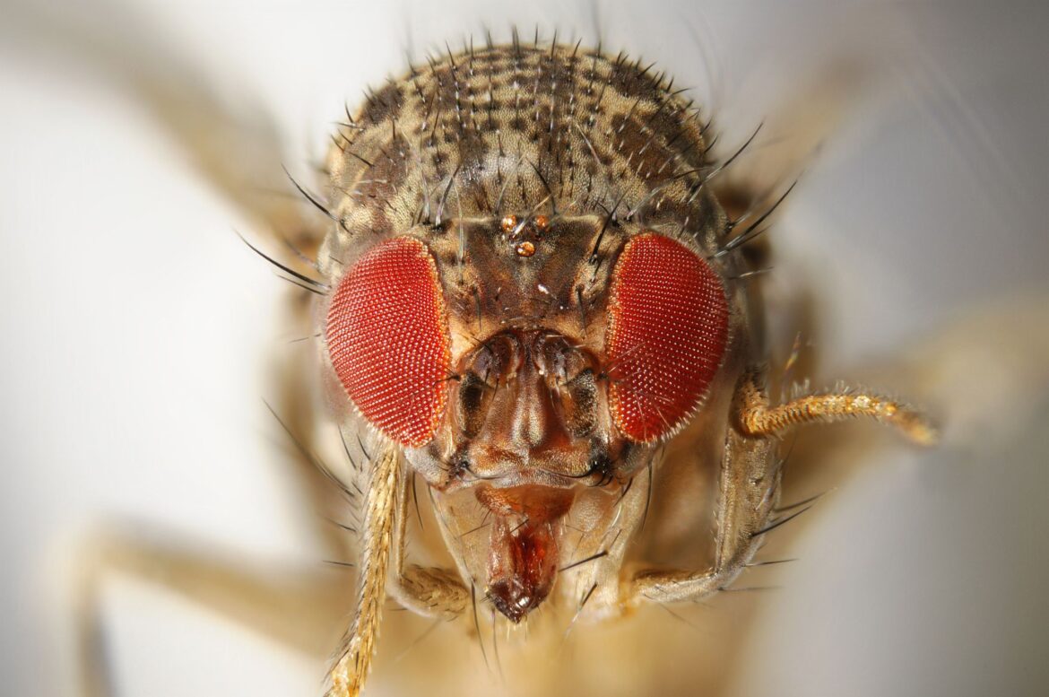 How to deal with fruit flies